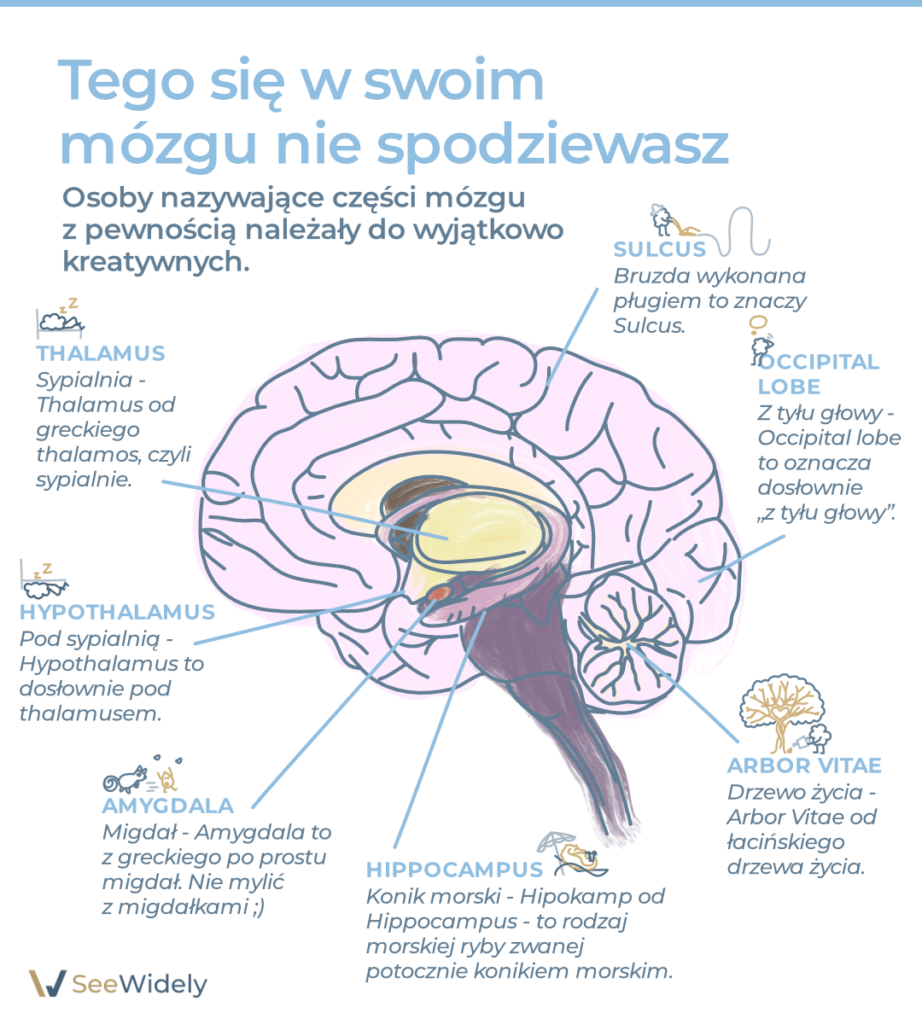🎠 TEGO się w swoim mózgu nie spodziewasz! Konik morski, migdały, drzewa, sypialnie i inne.